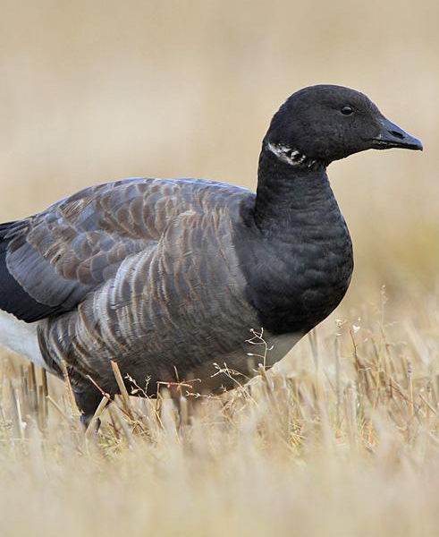 Brent Goose