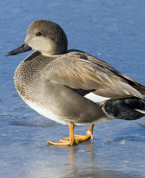 Gadwall Duck